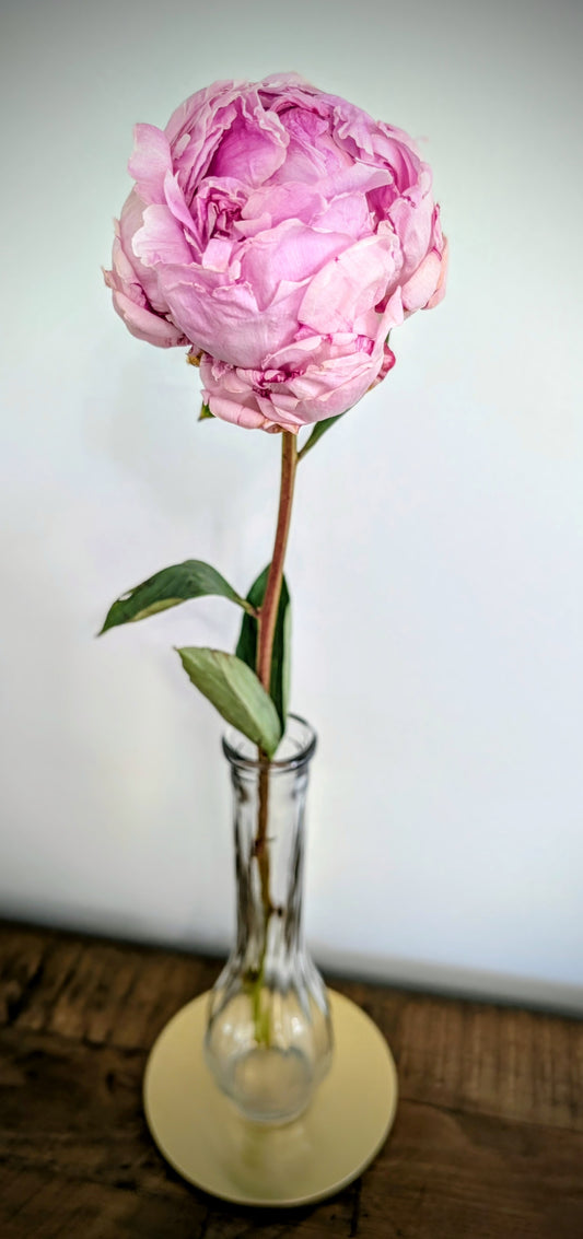 Single Stem Ribbed Bud Vase